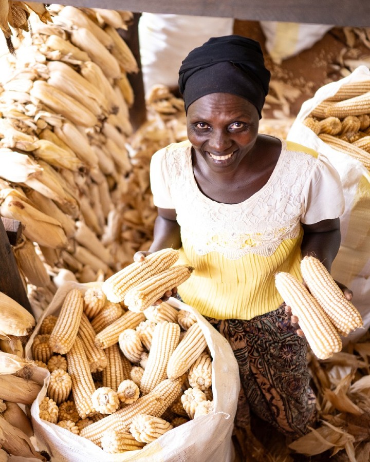 Woman farmer holding harvested maize