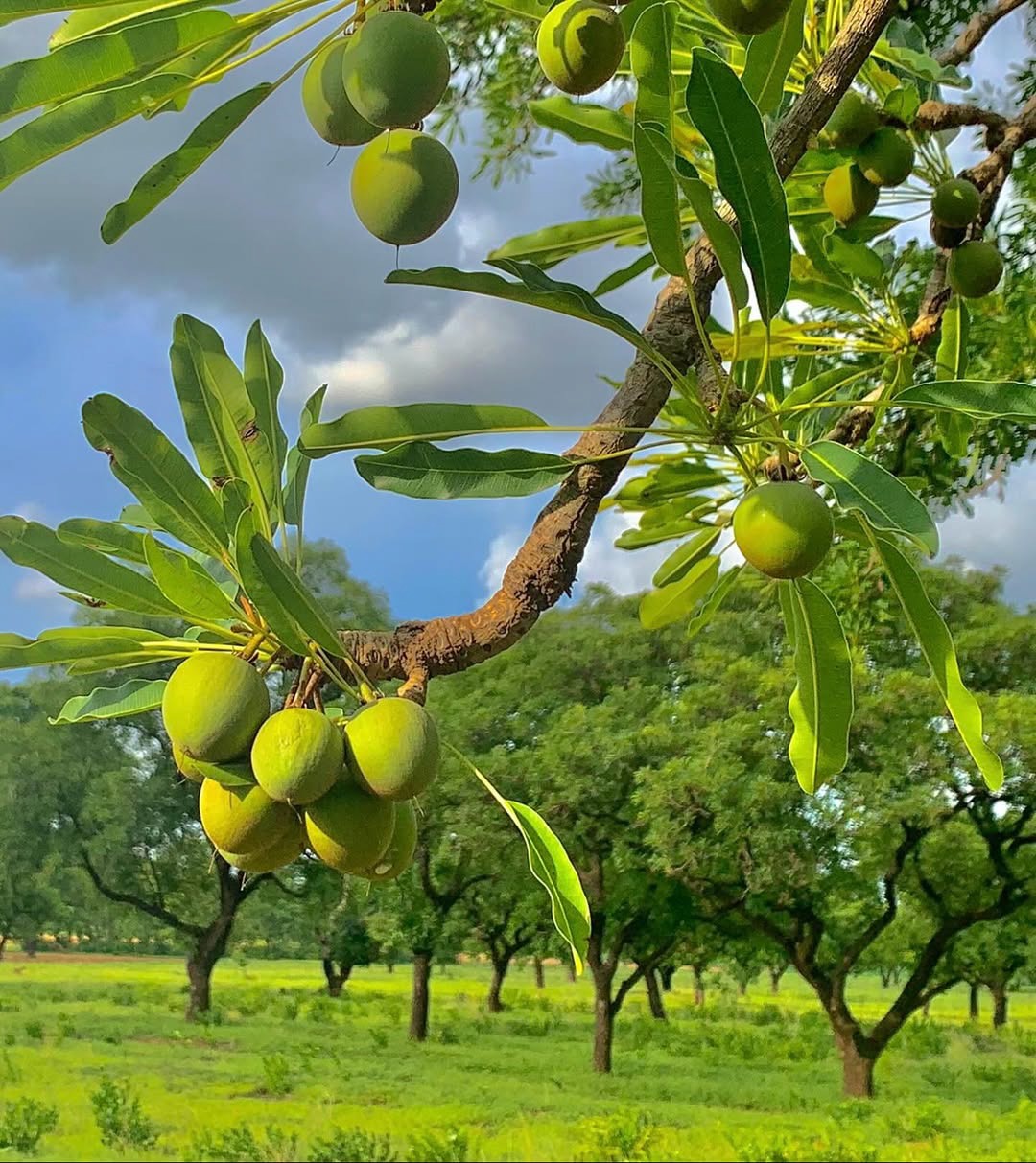 Fruit growing on a shea tree in South Sudan