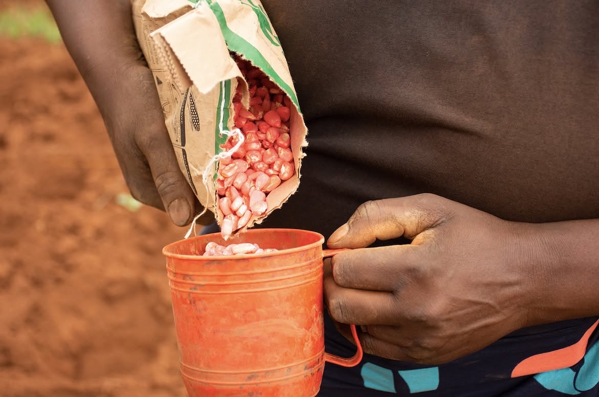 Farmer measuring quality maize seed before planting