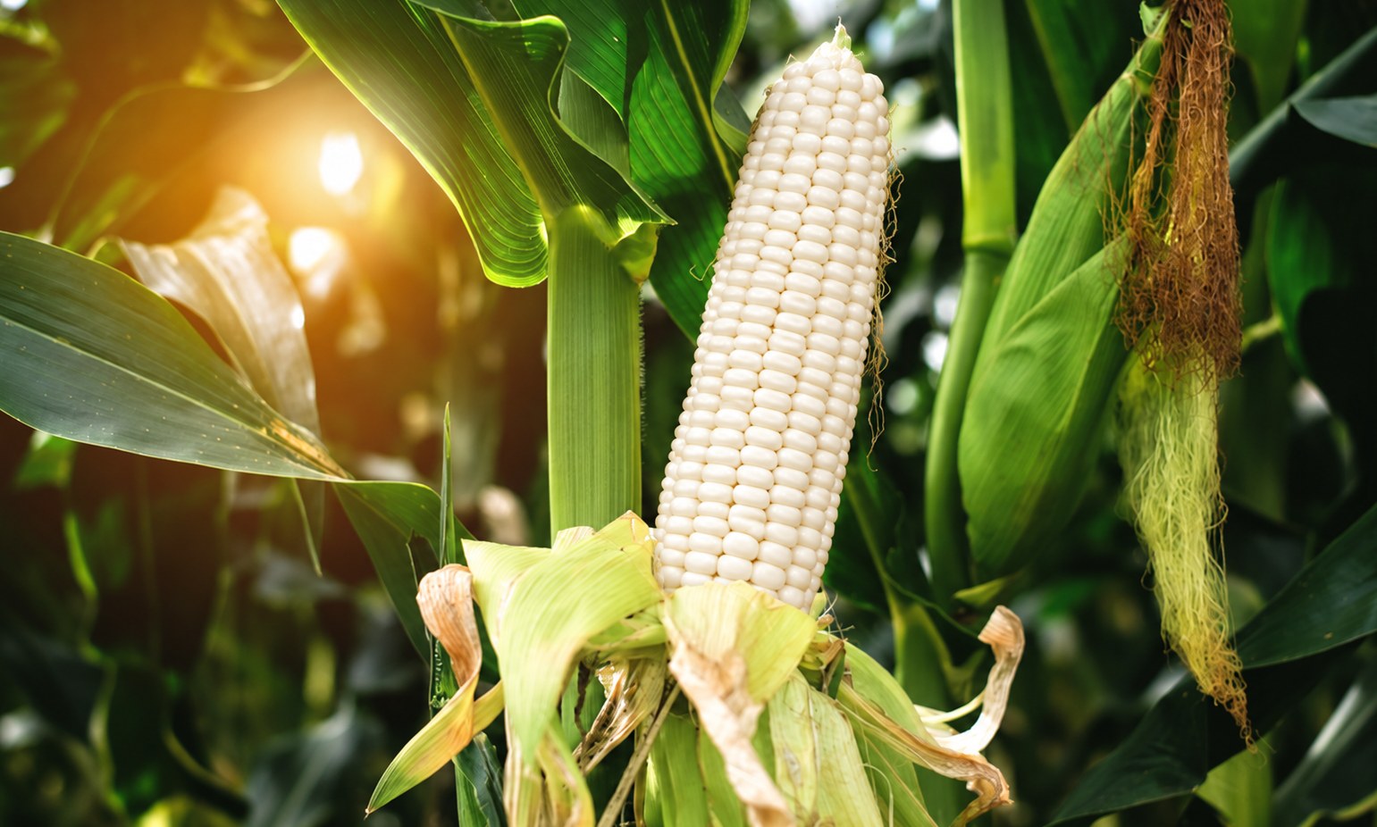 Ripe white maize cob growing in a sunlit field