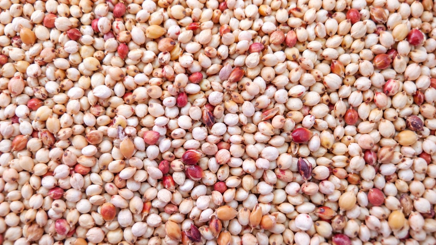 Sorghum Production